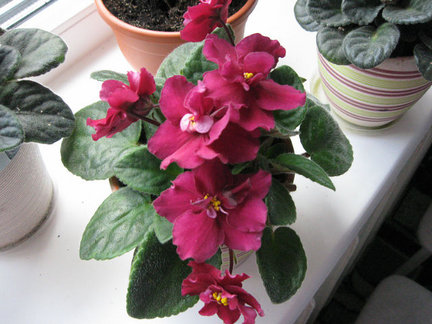 Мои любимые комнатные цветы №7849