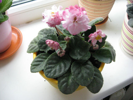 Мои любимые комнатные цветы №7850