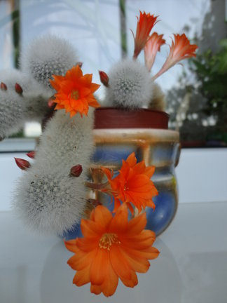 Мои любимые комнатные цветы №7936