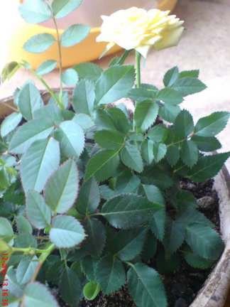 Мои любимые комнатные цветы №8301