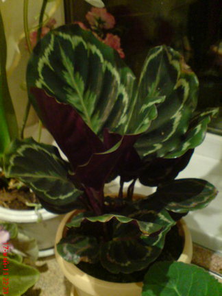 Мои любимые комнатные цветы №8302