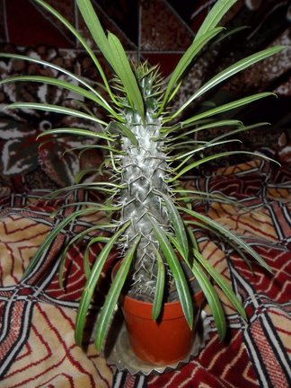 Мои любимые комнатные цветы №8309