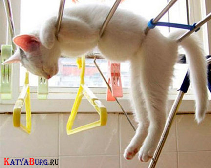 Весёлые картинки №8713