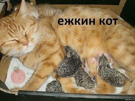 Весёлые картинки №9010