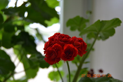 Мои любимые комнатные цветы №9674