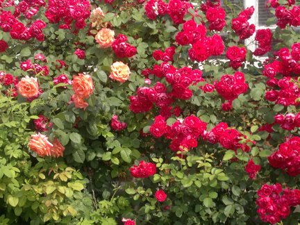 Мои любимые комнатные цветы №10581