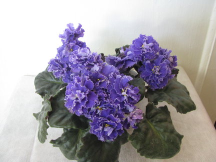 Мои любимые комнатные цветы №11678