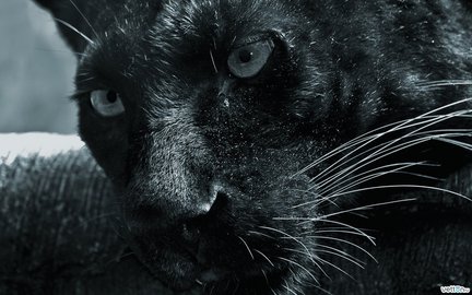 Львы, тигры, леопарды (собираем картинки) №12090