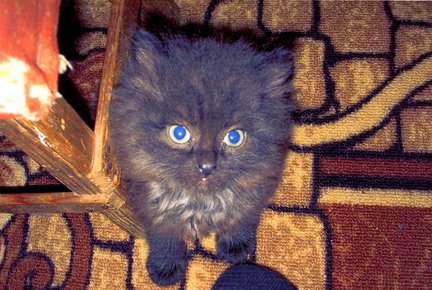 Наши домашние любимчики №13279