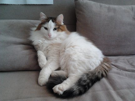 Наши домашние любимчики №13352