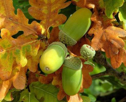 Что мы умеем кроме вышивки крестиком №13624