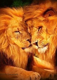 Львы, тигры, леопарды (собираем картинки) №14174