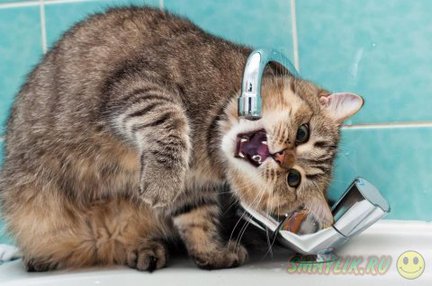 Весёлые картинки №14297