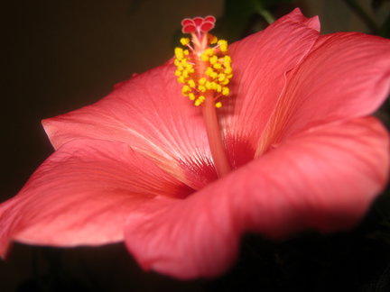 Мои любимые комнатные цветы №14872