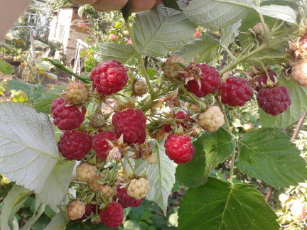 How I spend my summer holidays 2013 №16826