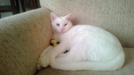 Наши домашние любимчики №16937