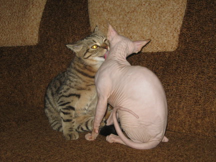 Домашние животные №18786