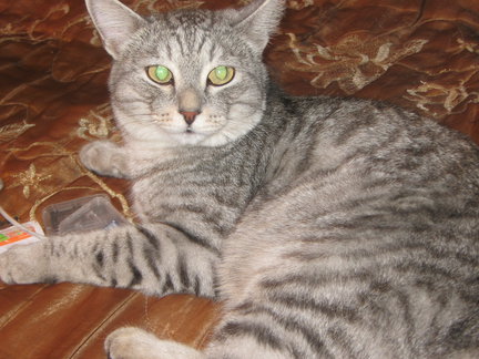 Домашние животные №18796