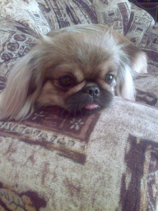 Наши домашние любимчики №19115