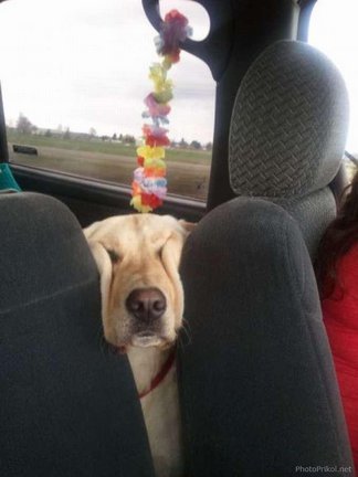 Весёлые картинки №21094