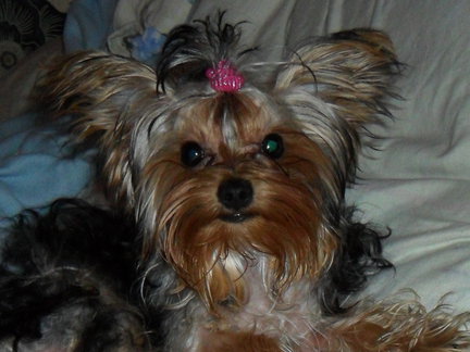 Наши домашние любимчики №21667