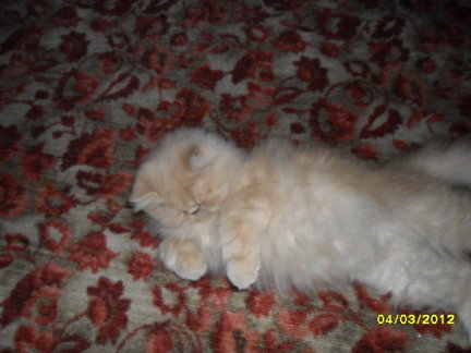 Наши домашние любимчики №21668