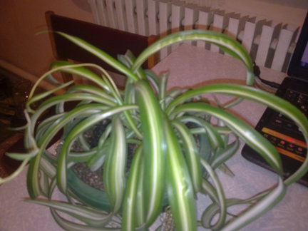 Мои любимые комнатные цветы №23859