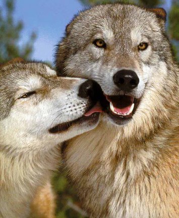 Волки (собираем картинки) №27906