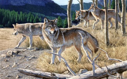 Волки (собираем картинки) №28019