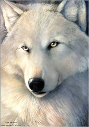 Волки (собираем картинки) №28025