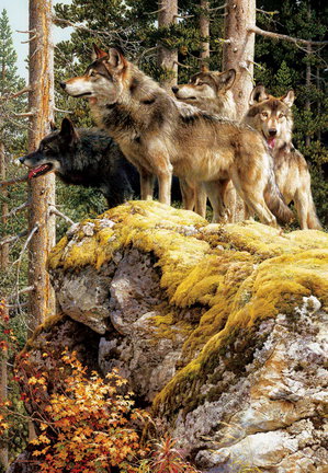 Волки (собираем картинки) №29524