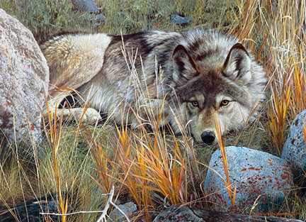 Волки (собираем картинки) №29525