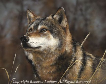 Волки (собираем картинки) №29526