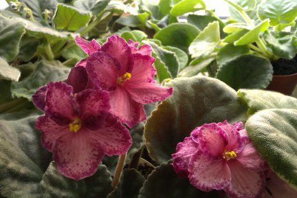 Мои любимые комнатные цветы №30165