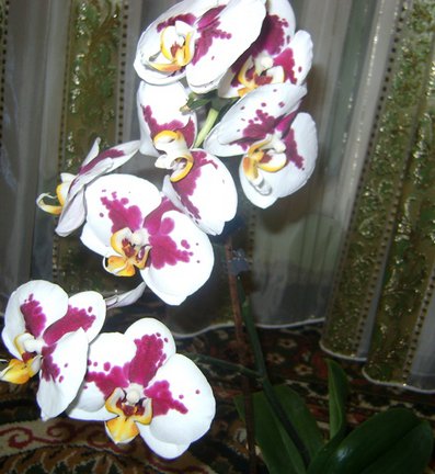 Мои любимые комнатные цветы №30205