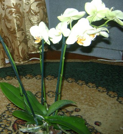 Мои любимые комнатные цветы №30206