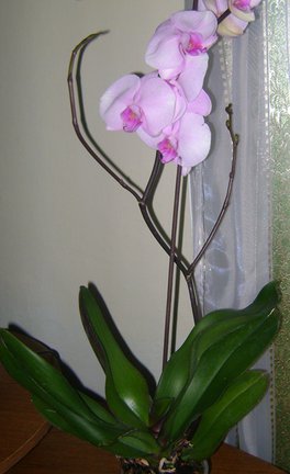 Мои любимые комнатные цветы №30208