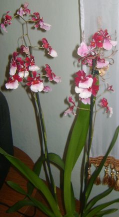 Мои любимые комнатные цветы №30213