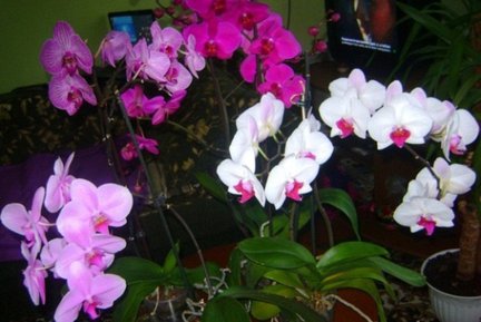 Мои любимые комнатные цветы №30215