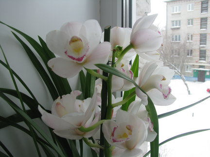 Мои любимые комнатные цветы №32202