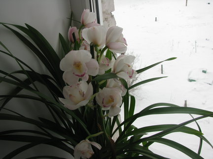 Мои любимые комнатные цветы №32203