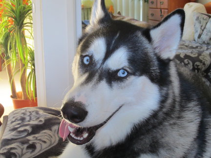 Домашние животные №34762