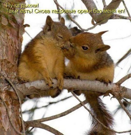 Весёлые картинки №37555