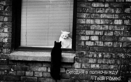 Весёлые картинки №37557