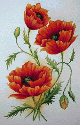 Маки в подарок №43427