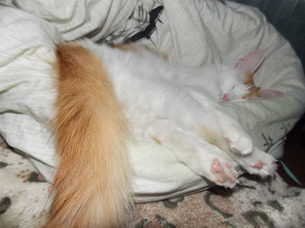 Домашние животные №54177