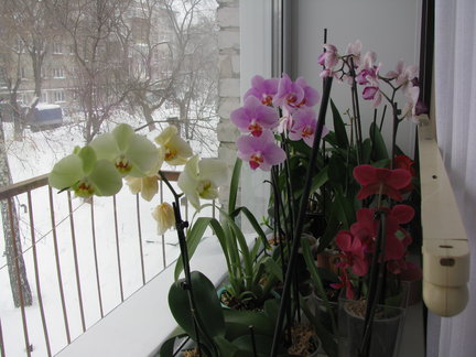 Мои любимые комнатные цветы №60270