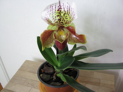 Мои любимые комнатные цветы №60272