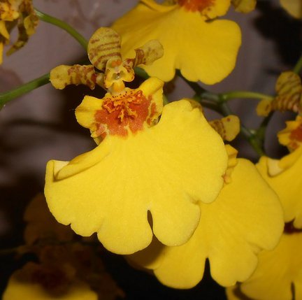 Мои любимые комнатные цветы №60276