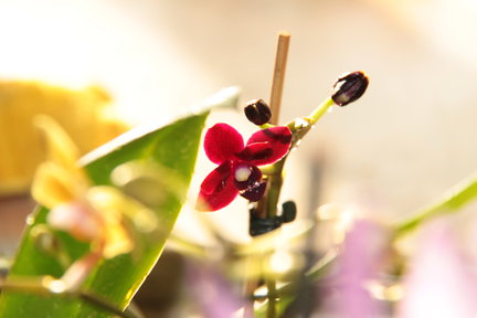 Мои любимые комнатные цветы №61545